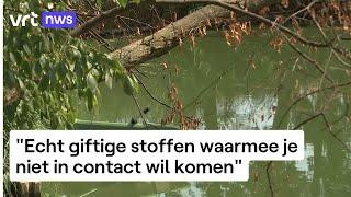 Nog nooit zoveel zwemverboden door blauwalgen ingesteld als dit jaar