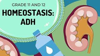 ADH | HOMEOSTASIS | Easy  to Understand