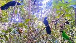 Lokasi tempat mikat yang gak pernah di pikat, burung nya aneh²