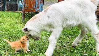 Kitten's reaction to first meeting baby goat was so cute