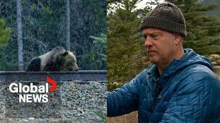 Banff’s famous grizzly bear’s close call with moving train caught by local filmmaker