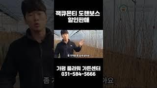자작나무 1등 잭큐몬티 도랜보스를 이 가격에?! 