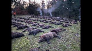 Driven Wild Boar France 107 in one day 20 hunters