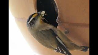 Birds Nesting in Urban Environments