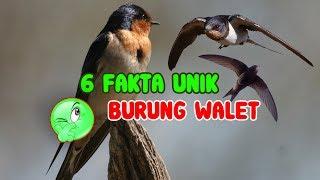 6 FAKTA UNIK BURUNG WALET   