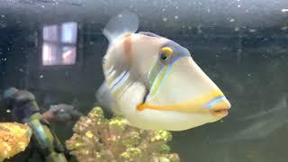 Greedy Picasso trigger fish