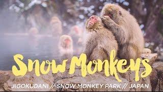 Japanese Snow Monkeys in the Hot Springs