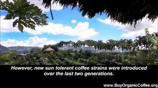 What Is Shade Grown Coffee?