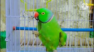 Parrot  cute video Affti media production 