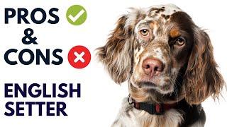 English Setter Dog Breed Pros and Cons | English Setter Advantages and Disadvantages #AnimalPlatoon