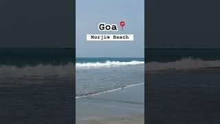 Morjim beach , Goa #morjimbeach #goa #beachvibes #goabeach