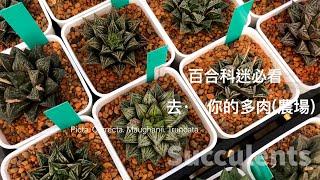 [WeiLin] Go to Your Succulent #07-Central Taiwan Haworthia Seeding Farm.