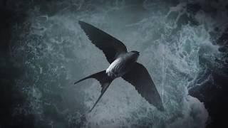 Vilsevind - Ödeblues (Lyric Video) - Swedish folk music