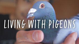 AVIARY TOUR - Meet my backyard pigeon flock!