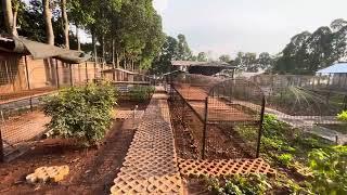 Mô hình chăn thả gà ta tự nhiên Chicken Resort