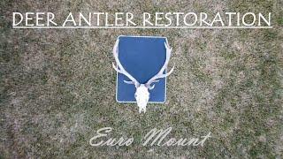 Red Deer Stag Antler Restoration / Euro Mount, Deer Hunting Australia, State Forest Hunter, Cast