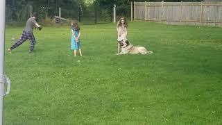 Kangal Dog Playing With His Kids