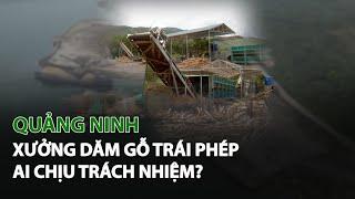 Quảng Ninh: Xưởng dăm gỗ trái phép ai chịu trách nhiệm?| VTC14