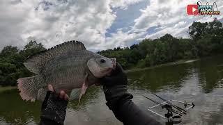 BANUA RIAM‼️Spot potesial babon, mancing  nila liar nyobok di waduk riam kanan