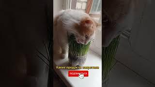 Какие продукты запретили? (0090) Кошке запретили колбасу и сосиски! Приколы с котами! Смешные коты!