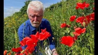 Poppies with John Feehan, Wildflowers of Offaly series