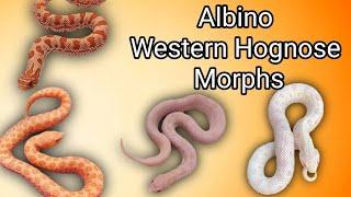 Updated Albino Morph and Gene Combinations in Hognose Snakes