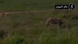 raja hutan lapar cari mangsa Singa vs hyena