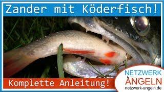 Zander mit Köderfisch  - So fängt jeder! [Komplette Anleitung!]