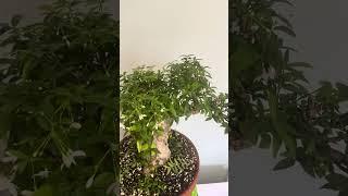 The Tropical Bonsai Inc. Water Jasmine