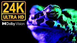 BLACK WITH RICH DETAILS * 24K HDR 60FPS * DOLBY VISION