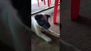 Baby dog#babyanimal #animals #cambodia #dog #cat #cute #smartdog #funny #family #cambofarming