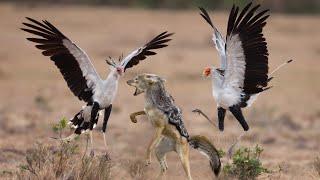 The bird with no chill #shorts #shortsfeed #secretarybird #jackal #wildanimals