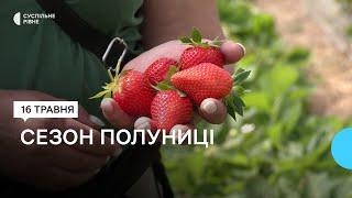 Сезон полуниці на Рівненщині: історія Тетяни Мельник, яка понад десять років вирощує ягоди