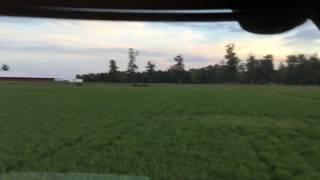 Mowing Alfalfa Hay with Massey WR9870