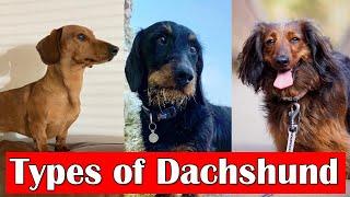 Different Types of Dachshunds Dog Breeds | Dachshund dog types