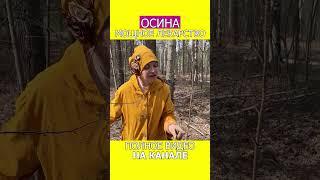 УНИКАЛЬНАЯ ТРАВА от ВСЕХ БОЛЕЗНЕЙ #фитотерапия #осина #медицина