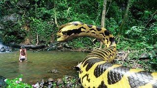 THE BIGGEST SNAKES In The World