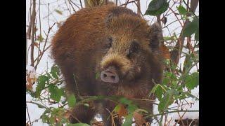 Wild Zwijn, Wild Boar, Sanglier.