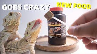 Bearded Dragons Go Crazy For New Food !! ** Try This **