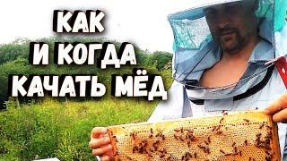 Как и когда качать мед!?