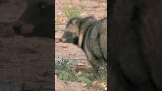 chinese raccoon dog #shorts