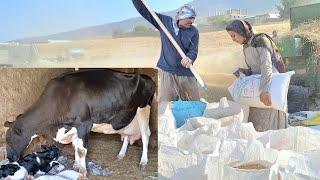 **Joy and Success: The return of Maria's family with a newborn cow and a wheat crop**