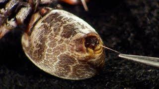 Milking a Spider | Richard Hammond's Invisible Worlds | BBC Earth Science