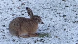 Trädgårdsliv: Hare 2017 04 15