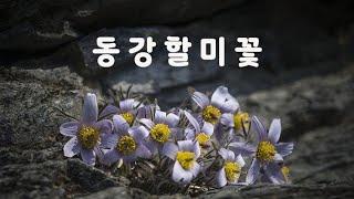 동 강 할 미 꽃