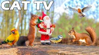 Christmas TV FOR CAT  Relaxing Video Of Squirrel And Bird For Cat To Relax  CAT TV Prevent Boredom