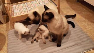 Непростые отношения в кошачьей семье! Тайские кошки - это чудо! Funny Cats