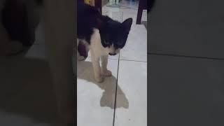 Comel, kucing cewek cantik berkumis.19-3-2021