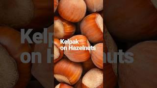 Kelpak on hazelnuts - Oregon