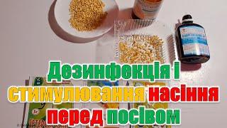 Дезинфекція і стимулювання насіння перед посівом. Прості і надійні способи